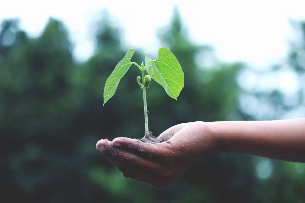 pexels-akilmazumder-1072824 pexels-akilmazumder-1072824